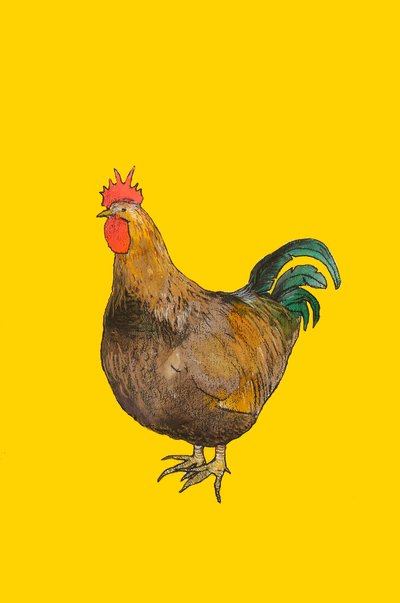 Coq, 2008 - Sarah Thompson Engels